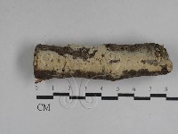 剛毛絲皮菌藏品圖，第1張