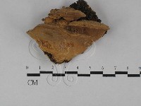 登錄號:F0029542藏品圖，第1張