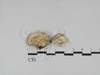 寡孔菌屬藏品圖，第1張