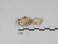 寡孔菌屬藏品圖，第3張