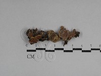 硬孔菌屬藏品圖，第1張