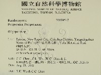 寡孔菌屬藏品圖，第2張
