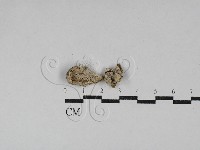 寡孔菌屬藏品圖，第1張