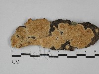 登錄號:F0029550藏品圖，第1張