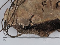 靈芝屬藏品圖，第3張