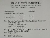 絲齒菌屬藏品圖，第2張