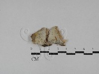 顯絲菌屬藏品圖，第1張