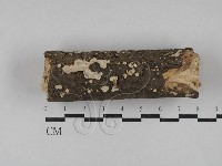 刺皮菌屬藏品圖，第1張
