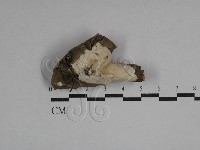 登錄號:F0029559藏品圖，第1張