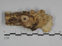 登錄號:F0029560藏品圖，第1張