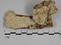 登錄號:F0029560藏品圖，第3張