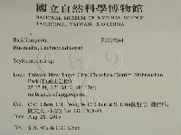 革墊菌屬藏品圖，第2張