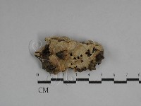 革墊菌屬藏品圖，第1張