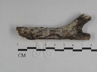 絲皮菌屬藏品圖，第1張