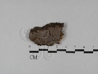 刺革菌屬藏品圖，第1張