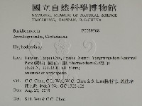 絲齒菌屬藏品圖，第2張