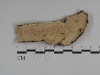 絲齒菌屬藏品圖，第1張