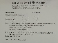 多孔菌屬藏品圖，第2張