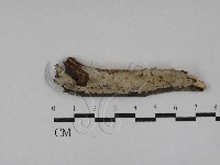 刺皮菌屬藏品圖，第1張