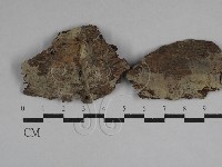 剛毛絲皮菌藏品圖，第1張