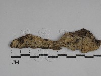 粗糙孢菌屬藏品圖，第1張