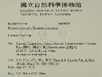 刺革菌屬藏品圖，第2張