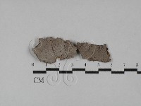 刺革菌屬藏品圖，第1張