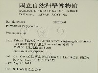 多年臥孔菌屬藏品圖，第2張