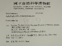 靈芝屬藏品圖，第2張