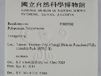 蜂窩菌屬藏品圖，第2張