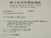 皺木耳藏品圖，第2張