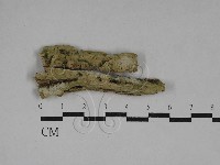 絲齒菌屬藏品圖，第1張