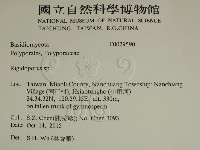 硬孔菌屬藏品圖，第2張