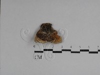 硬孔菌屬藏品圖，第3張