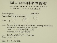 小菇屬藏品圖，第2張