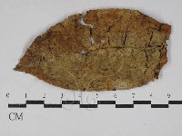 小菇屬藏品圖，第1張