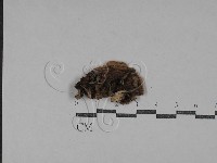 登錄號:F0029594藏品圖，第1張