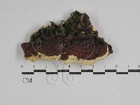 硬孔菌屬藏品圖，第3張