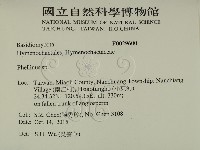 木層孔菌屬藏品圖，第2張