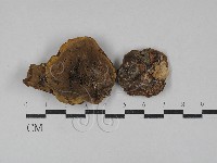木層孔菌屬藏品圖，第1張