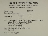 多孔菌屬藏品圖，第2張