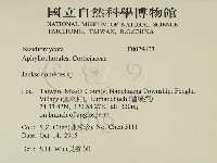 傑克菌屬藏品圖，第2張