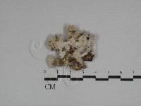 裂褶菌藏品圖，第1張