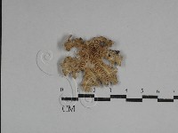 裂褶菌藏品圖，第3張