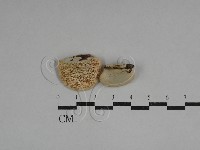 栓菌屬藏品圖，第1張