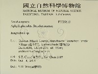 容氏菌屬藏品圖，第2張