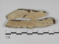 容氏菌屬藏品圖，第1張