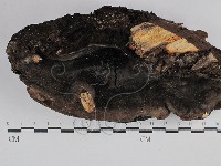 登錄號:F0029612藏品圖，第1張