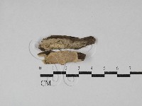 登錄號:F0029616藏品圖，第1張