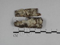 絲齒菌屬藏品圖，第1張